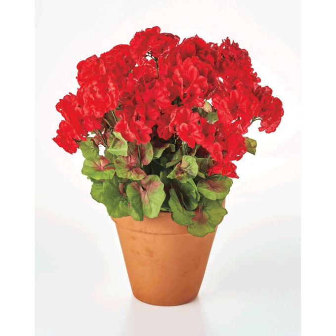 Silk Geraniums, Set of 2, , large