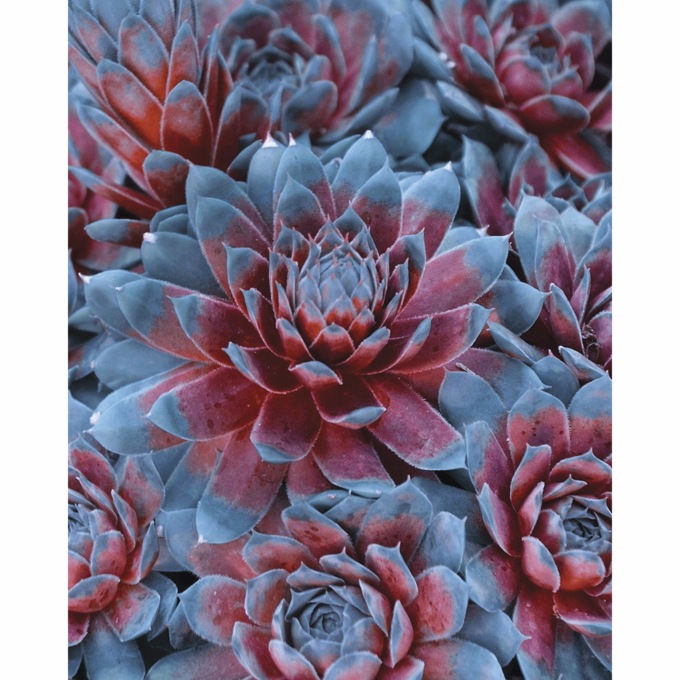 Patriot Hens & Chicks - 2" Plug, , large