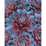 Patriot Hens & Chicks - 2" Plug, , large