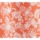 Coral Palm