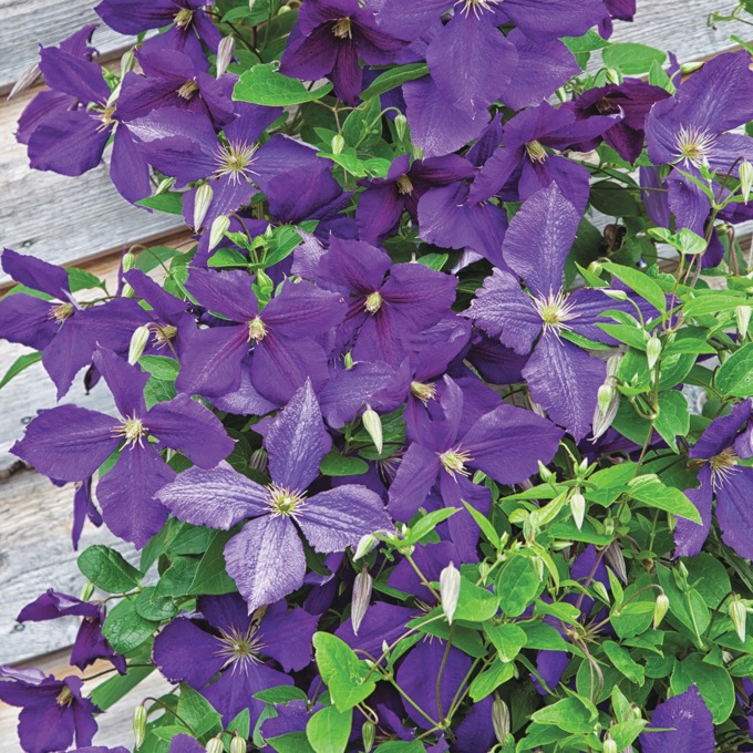 2.25" Pot, Jackmanii Clematis, , large