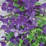 2.25" Pot, Jackmanii Clematis, , large