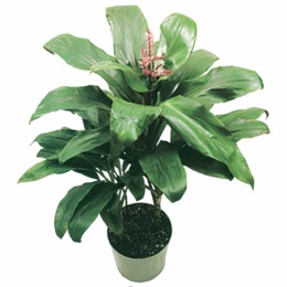 Hawaiian Ti Plant Starter 3-Pack, , large