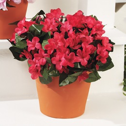2 Bunches of Impatiens, , large