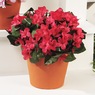 2 Bunches of Impatiens, , large