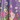 Print Long Lounger, Lilac Rose, swatch